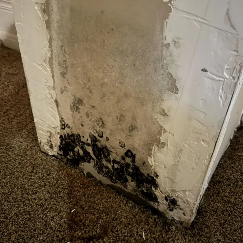 Professional Mold Removal in Wilmington, DE